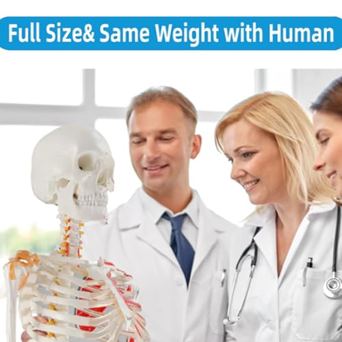 Life Size Human Skeleton Model with Nervous System 70.8 in with Rolling Stand U252117